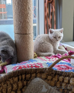 Photo №1. british shorthair - for sale in the city of OSLO | 413$ | Announcement № 174334
