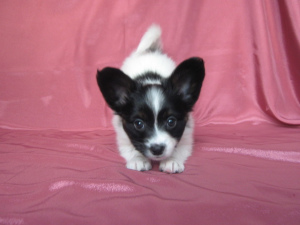 Photo №2 to announcement № 6284 for the sale of papillon dog - buy in Russian Federation breeder