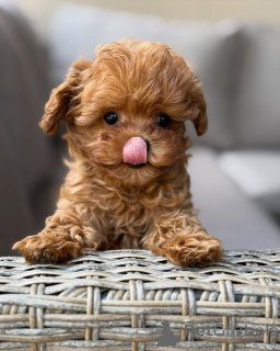 Photo №3. Charming Maltipoo Puppies Ready for New Homes. France