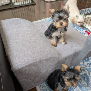 Photo №2 to announcement № 172897 for the sale of yorkshire terrier - buy in Germany breeder