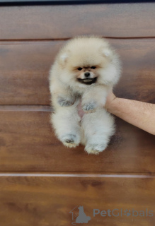 Photo №2 to announcement № 144382 for the sale of pomeranian - buy in Serbia 