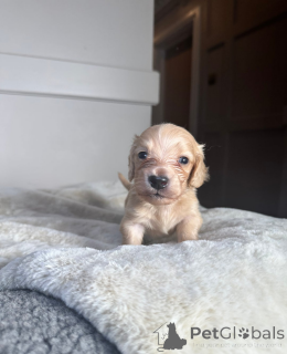 Photo №4. I will sell dachshund in the city of Tartu.  - price - 350$