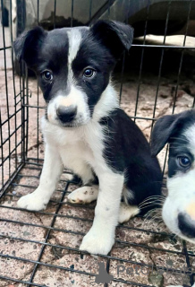 Photo №2 to announcement № 161377 for the sale of border collie - buy in United States private announcement