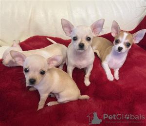 Photo №1. chihuahua - for sale in the city of Strasbourg | negotiated | Announcement № 36298