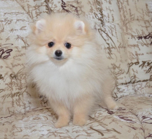 Photo №1. pomeranian - for sale in the city of Moscow | 1046$ | Announcement № 1430