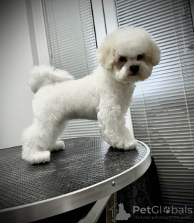 Photo №2 to announcement № 111813 for the sale of bichon frise - buy in Serbia breeder