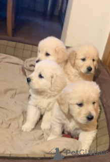 Photo №4. I will sell golden retriever in the city of Jever. private announcement, from nursery - price - 370$