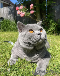 Photo №1. british shorthair - for sale in the city of Munich | 400$ | Announcement № 103836