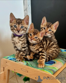 Photo №1. bengal cat - for sale in the city of Berlin | negotiated | Announcement № 141406