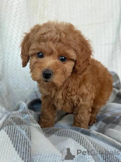 Photo №3. Beautiful Poodle puppies available for loving homes! Business. Finland