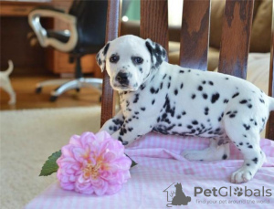 Photo №1. dalmatian dog - for sale in the city of London | 423$ | Announcement № 56564