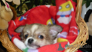 Photo №1. chihuahua - for sale in the city of ANSUBRG | negotiated | Announcement № 161221
