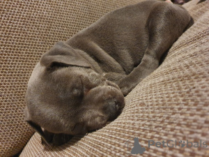 Photo №3. Staffordshire Bull Terrier puppies. Belgium
