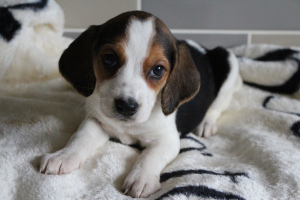 Photo №1. beagle - for sale in the city of Minsk | 341$ | Announcement № 566