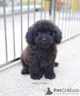 Photo №1. poodle (royal) - for sale in the city of Zwickau | 586$ | Announcement № 99583
