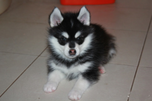 Photo №2 to announcement № 2472 for the sale of alaskan klee kai - buy in Russian Federation private announcement