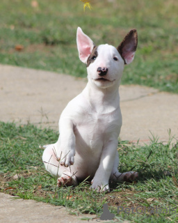 Photo №4. I will sell bull terrier in the city of Belgrade. breeder - price - negotiated