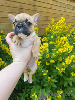 Photo №1. french bulldog - for sale in the city of Москва | 540$ | Announcement № 11232