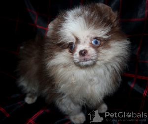 Photo №2 to announcement № 30081 for the sale of pomeranian - buy in Russian Federation private announcement