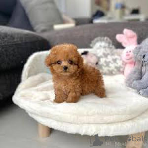 Photo №4. I will sell poodle (toy) in the city of Lincoln District.  - price - negotiated