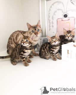 Photo №3. Home trained Kittens available ( Bengal). Norway
