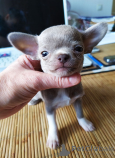 Photo №2 to announcement № 105035 for the sale of chihuahua - buy in Germany breeder