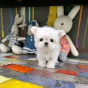 Photo №1. maltese dog - for sale in the city of Helsinki | 370$ | Announcement № 116769