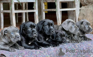 Photo №2 to announcement № 120577 for the sale of cane corso - buy in United Kingdom breeder