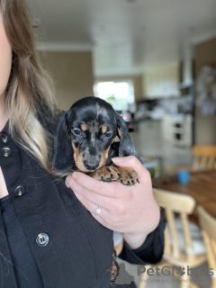 Photo №2 to announcement № 51105 for the sale of dachshund - buy in United States private announcement