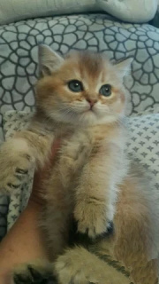 Photo №2 to announcement № 2129 for the sale of british shorthair - buy in Russian Federation from nursery, breeder