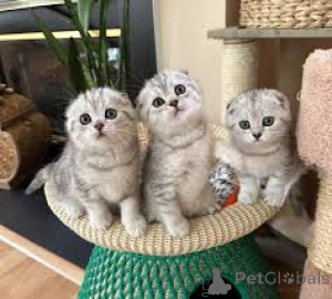 Photo №1. scottish fold - for sale in the city of Helsinki | 723$ | Announcement № 161263
