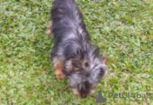 Photo №1. skye terrier - for sale in the city of Berlin | Is free | Announcement № 127103