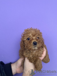 Additional photos: toy poodle