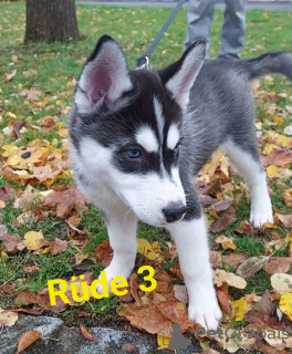 Photo №4. I will sell siberian husky in the city of Würzburg.  - price - 1057$