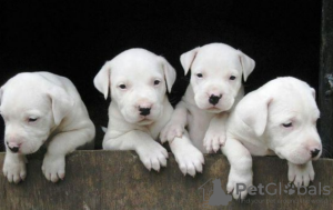 Photo №1. dogo argentino - for sale in the city of Hamilton | negotiated | Announcement № 97859