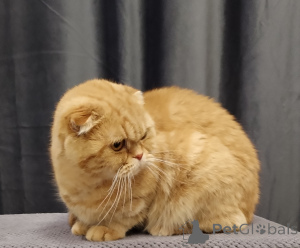 Photo №2 to announcement № 138776 for the sale of chinchilla cat - buy in Russian Federation 