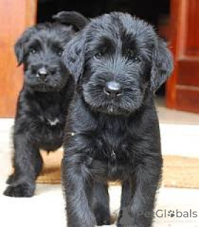 Photo №1. giant schnauzer - for sale in the city of Bachka-Palanka | negotiated | Announcement № 173091