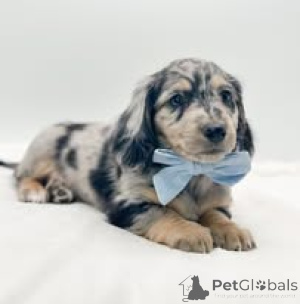 Photo №2 to announcement № 157199 for the sale of dachshund - buy in Germany private announcement, breeder