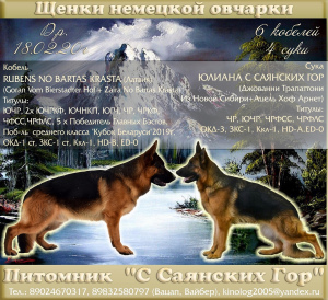 Photo №1. german shepherd - for sale in the city of Abakan | negotiated | Announcement № 6066