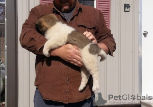 Photo №3. Beautiful Akita puppies (female and male) for sale. Germany