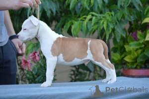 Photo №2 to announcement № 171545 for the sale of american staffordshire terrier - buy in Serbia breeder