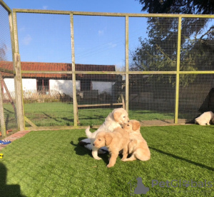 Photo №2 to announcement № 115950 for the sale of golden retriever - buy in Germany private announcement