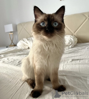 Photo №2 to announcement № 109694 for the sale of siamese cat - buy in Germany private announcement, breeder