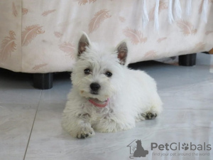 Photo №2 to announcement № 84888 for the sale of west highland white terrier - buy in Serbia breeder