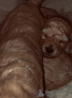 Photo №2 to announcement № 132406 for the sale of poodle (toy) - buy in Georgia breeder