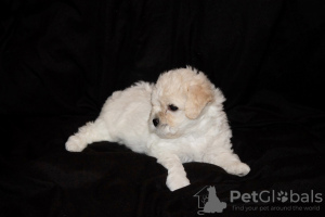 Additional photos: Bichon Frize puppies for sale