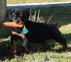 Photo №2 to announcement № 55858 for the sale of rottweiler - buy in Belgium breeder