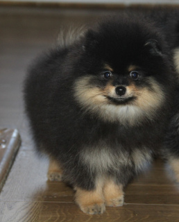 Photo №2 to announcement № 5850 for the sale of pomeranian - buy in Russian Federation breeder