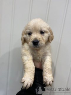 Photo №4. I will sell golden retriever in the city of Los Angeles. private announcement - price - Is free