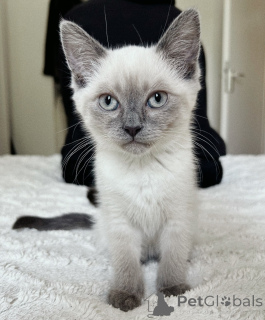 Photo №3. Elegant Seal Point Siamese Cats Affectionate Companions from Europe. Germany